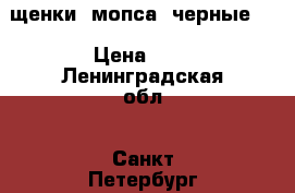 щенки  мопса (черные ) › Цена ­ 1 - Ленинградская обл., Санкт-Петербург г. Животные и растения » Собаки   . Ленинградская обл.,Санкт-Петербург г.